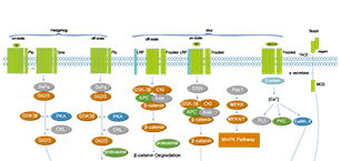 Stem Cell/Wnt Related Signaling Pathway